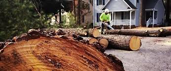 Best Tree Cabling and Bracing  in Preston, TX