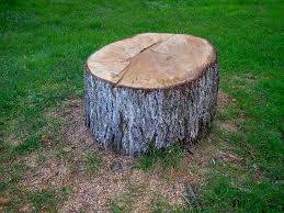 Best Tree Risk Assessment  in Preston, TX