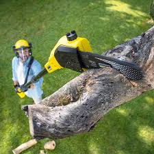 Best Tree Maintenance Programs  in Preston, TX