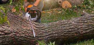 Leaf Removal in Preston, TX