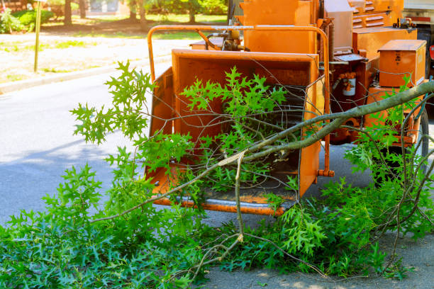 Best Commercial Tree Services  in Preston, TX