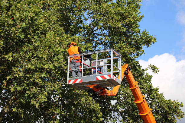 Best Emergency Tree Removal  in Preston, TX