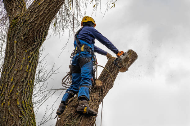 Best Tree Preservation Services  in Preston, TX