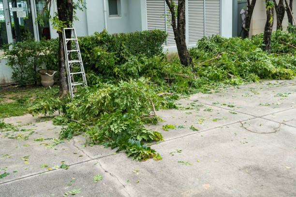 Reliable Preston, TX Tree Services Solutions