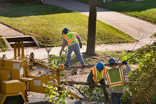 Best Tree Removal  in Preston, TX