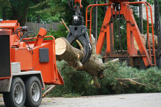 Best Pest Control for Lawns  in Preston, TX