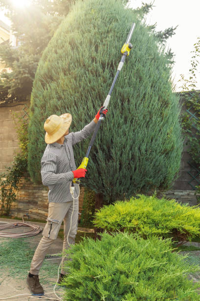 Best Hedge Trimming  in Preston, TX