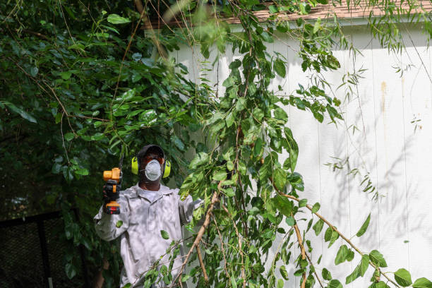 Best Tree Health Inspection  in Preston, TX