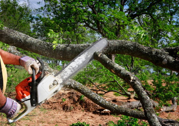 Best Fruit Tree Pruning  in Preston, TX