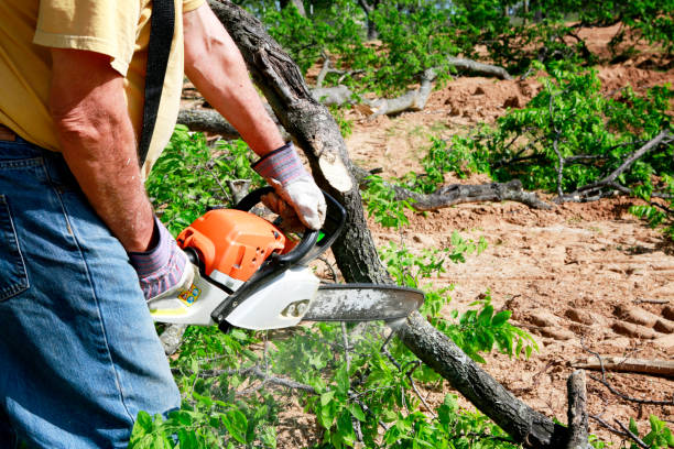Organic Lawn Care Solutions in Preston, TX